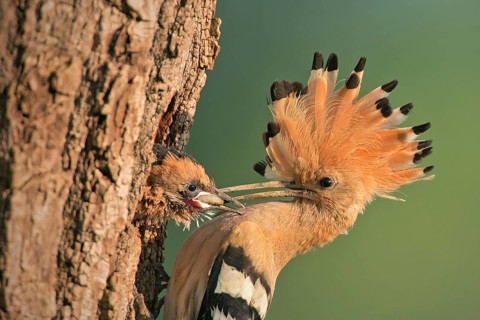 Eurasian Hoopoe (Upupa epops) feeding juvenile in breeding cavity, Lombardy, Italy