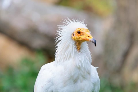 Portrait of an Egyptian vulture (Neophron percnopterus). Iberian Peninsula, North Africa, West Asia