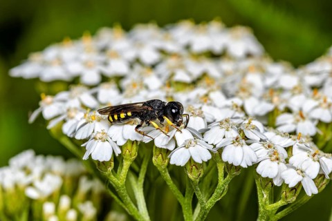 An insect perched on white flowers, set against a green background: the Silvermouth butterfly