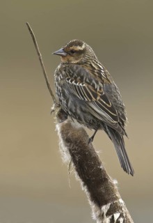 Red-winged Blackbird (Agelaius phoeniceus) female, New Mexico, USA