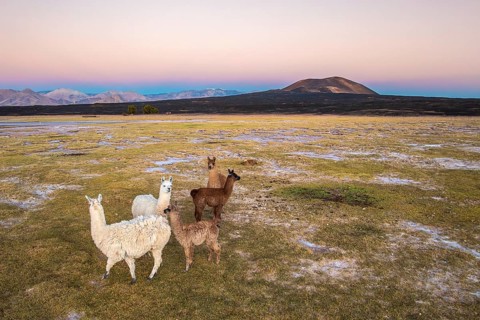 A serene image of Llamas from the Altiplano (Lama glama), grazing in the vast plains of La Puna,