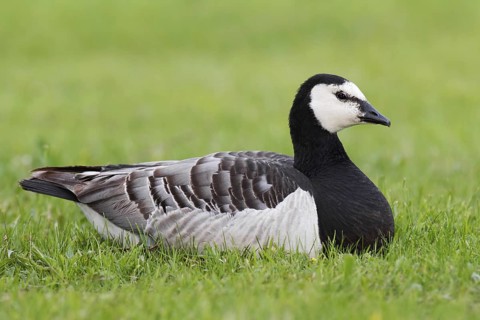 Barnacle Goose (Branta leucopsis), Germany