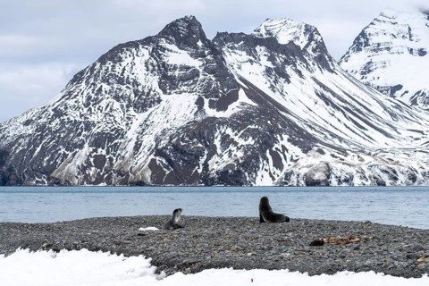 Antarctic Fur Seals (Arctocephalus gazella), two animals on a gravel beach in front of a snowy