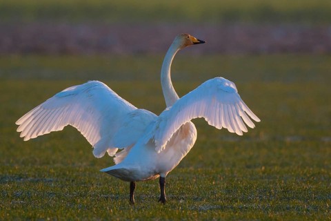 Whooper Swan (Cygnus cygnus) flapping wings, North Rhine-Westphalia, Germany