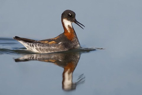 Red-necked Phalarope (Phalaropus lobatus) female, California, USA