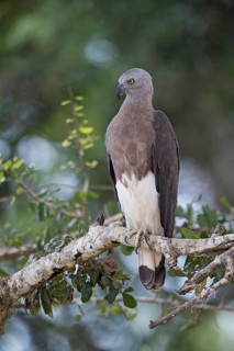 Grey-headed Fish Eagle (Haliaeetus ichthyaetus), Sri Lanka
