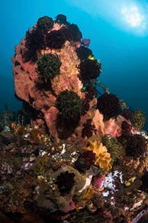 Vasenschwamm, Xestospongia testudinaria, Federsterne, Crinoidea Barrel Sponge, Xestospongia