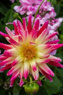 Dahlia covered with raindrops in summer, Quebec, Canada