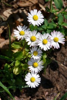 Charming daisies in the shape of a cross, spring, Germany