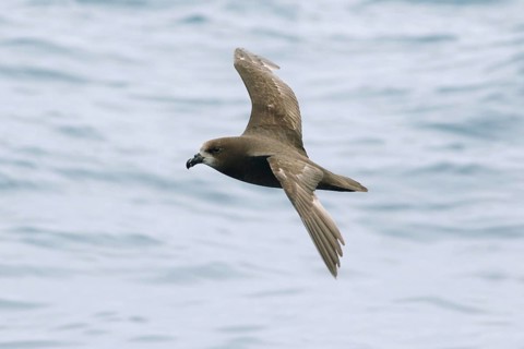Great-winged Petrel (Pterodroma gouldi) flying, Victoria, Australia