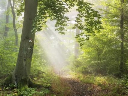 Hiking trail through sunny green deciduous forest, sun rays breaking through morning fog,