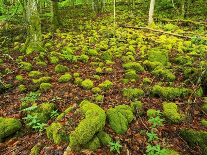 Basalt boulders, covered with moss, beside the Schwartzbach, in the Rhön UNESCO Biosphere nature