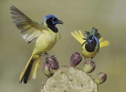 Green Jay (Cyanocorax luxuosus), Texas, USA