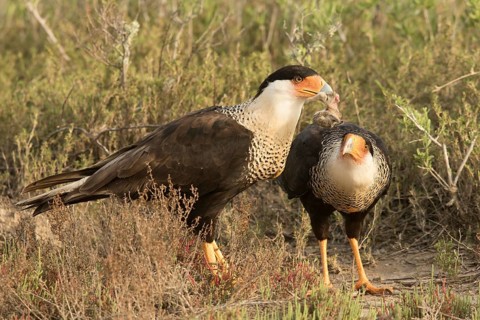 Northern Crested Caracara (Caracara cheriway), Texas, USA