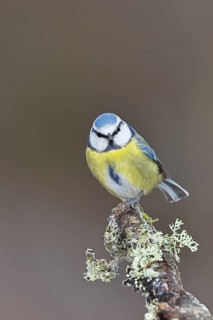 Blue tit (Parus caeruleus), sitting on a branch overgrown with reindeer lichen (Cladonia
