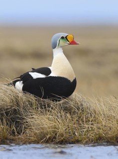King Eider (Somateria spectabilis) male, Alaska, USA