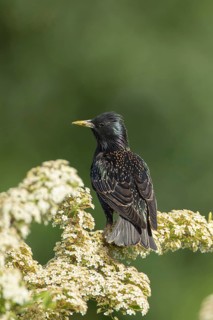 European or Common starling (Sturnus vulgaris) adult bird on a tree with blossom flowers in summer,