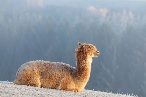 Alpaca (Vicugna pacos), white animal, adult animal, female animal, resting, frost-covered meadow,