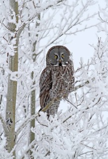 Great Grey Owl (Strix nebulosa), Saskatchewan, Canada