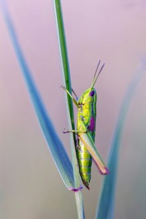 Small gold grasshopper, (Euthystira brachyptera), Chrysochraon brachyptera, grasshopper,