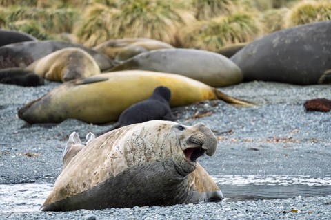 Southern elephant seal (Mirounga leonina), male with open mouth on the beach, resting female and