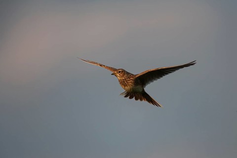 Eurasian skylark (Alauda arvensis) adult bird hovering in flight, England, United Kingdom