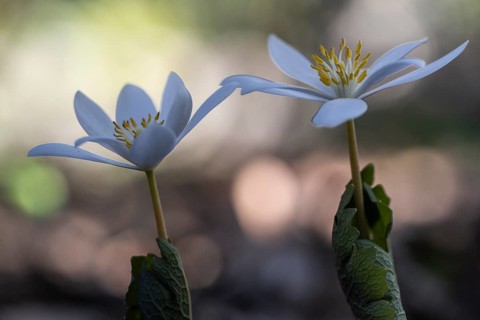 Canadian bloodroot (Sanguinaria canadensis), Emsland, Lower Saxony, Germany
