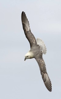 Northern Fulmar (Fulmarus glacialis) flying, Seahouses, United Kingdom
