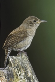 House Wren (Troglodytes aedon), Ohio, USA