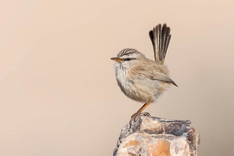 Streaked Scrub Warbler (Scotocerca inquieta), Eilat, Israel