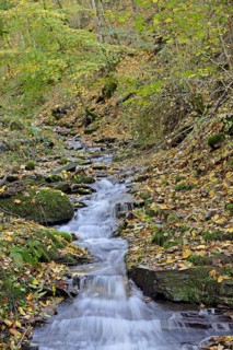 Klidinger Bach in autumn, Vulkaneifel, Rhineland-Palatinate, Germany