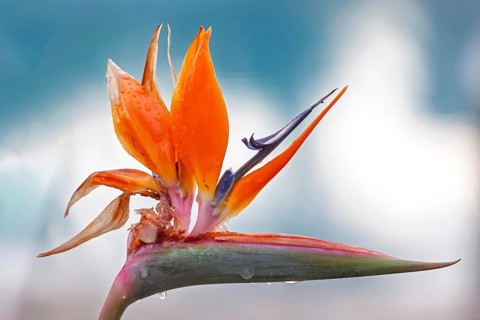 Bird-of-paradise flower (Strelitzia reginae) with raindrops, Cyprus