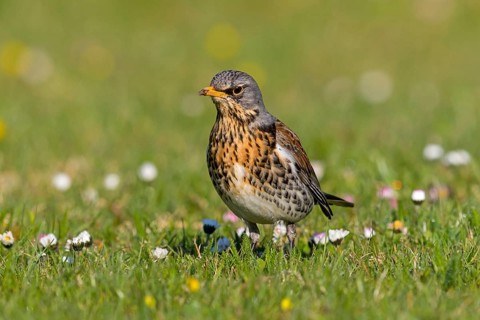 Juniper thrush, (Turdus pilaris), animals, birds, family of thrushes, Rosensteinpark, Stuttgart,