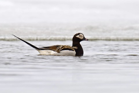 Long-tailed Duck (Clangula hyemalis) male, Alaska, USA