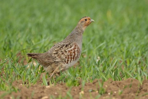 Grey or English or Hungarian partridge (Perdix perdix) adult game bird in a farmland cereal field,