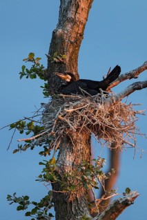 Great Cormorant (Phalacrocorax carbo) on nest, Mecklenburg-Western Pomerania, Germany