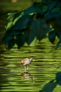Common moorhen (Gallinula chloropus) standing in the water, Frankonia, Bavaria, Germany