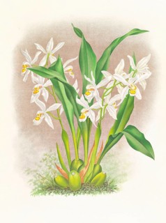 Orchid, Coelogyne ocellata, authentic reproduction of an illustration by Jean Jules Linden (1817 -