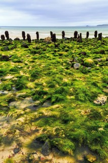 Boulders, seaweed, seaweed, view over St. Ives Bay towards Godrevy, coastline, West Cornwall,