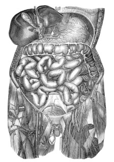 Human intestines, Historic illustration, 19th century, Eingeweide des Menschen, historische