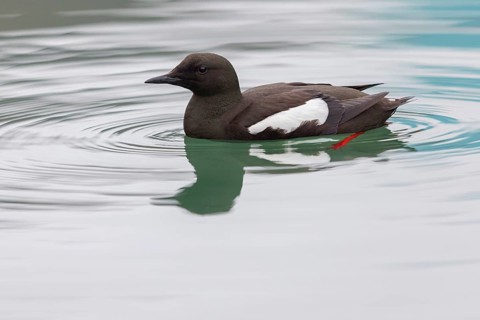 Gryllteiste, black guillemot (Cepphus grylle), Guillemot à miroir, Arao Aliblanco, Longyearbyen,