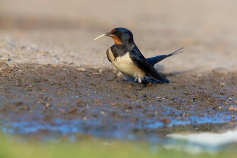 Barn Swallow, House Swallow, Fork-tailed Swallow, Swallow family, (Hirundo rustica), animals,