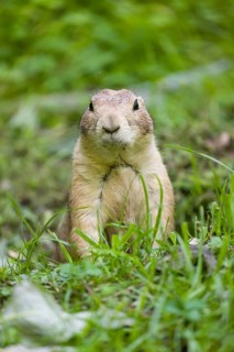 A black-tailed prairie dog sits on fresh green vegetation, searching for food on a bright sunny day
