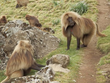 Group of jelada monkeys, blood-breasted baboons (theropithecus gelada) interacting on a grassy,