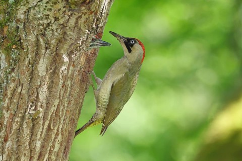 Green Woodpecker (Picus viridis) – a female feeding a chick in a nesting cavity in an old oak tree,