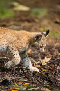 Eurasian lynx (Lynx lynx) youngsters (cub) at a little lake in a forest, Bavaria, Germany