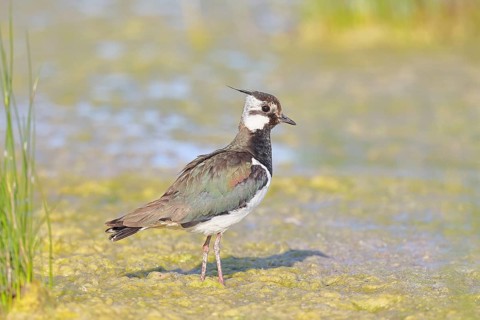 Lapwing (Vanellus vanellus), splendid plumage, foraging in the mud on the lakeshore, wildlife,
