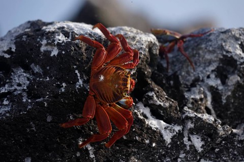 A colorful Sally Lightfoot crab climbs over black volcanic rock along the coast of the Galapagos