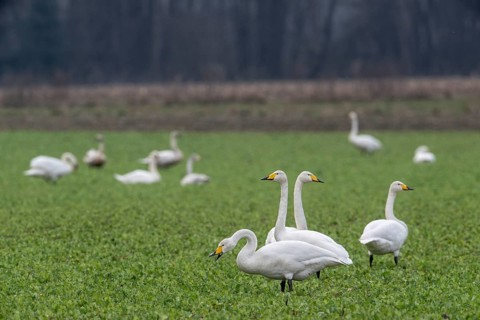 Whooper swans (Cygnus cygnus), Emsland, Lower Saxony, Germany