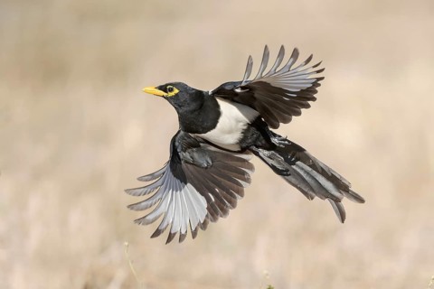 Yellow-billed Magpie (Pica nuttalli) flying, California, USA